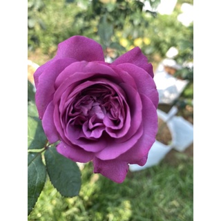 กุหลาบสีม่วง สายพันธุ์ Thank you Rose (แต๊งกิ้วโรส) พร้อมจัดส่ง