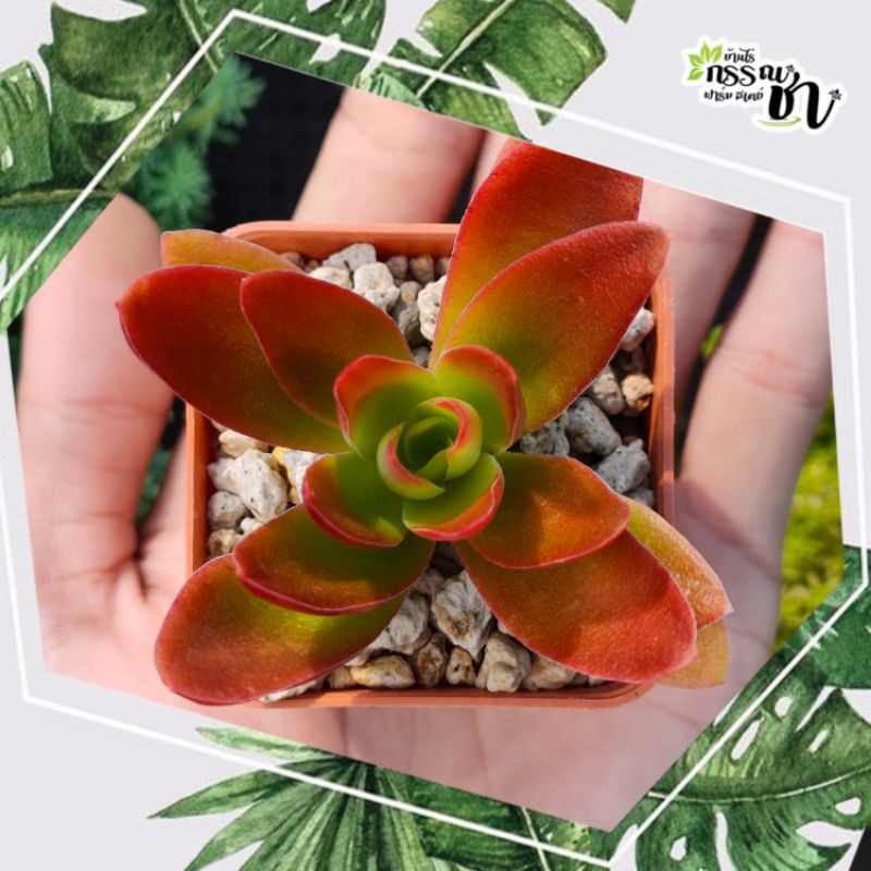 กุหลาบหินไอริส-crassula-capitella-camfire-ไม้อวบน้ำน่าสะสม