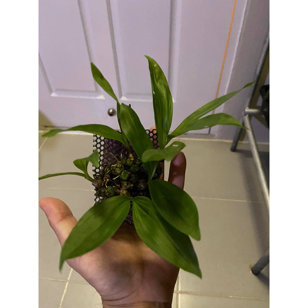 เอื้องเทียนใบบาง-coelogyne-schilleriana-1-plant-กล้วยไม้เอื้องเทียนปากลาย-1-ต้น-เอื้องเทียน