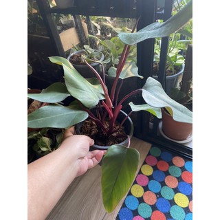 philodendron red emerald ฟิโลเดนดรอนมรกตแดง