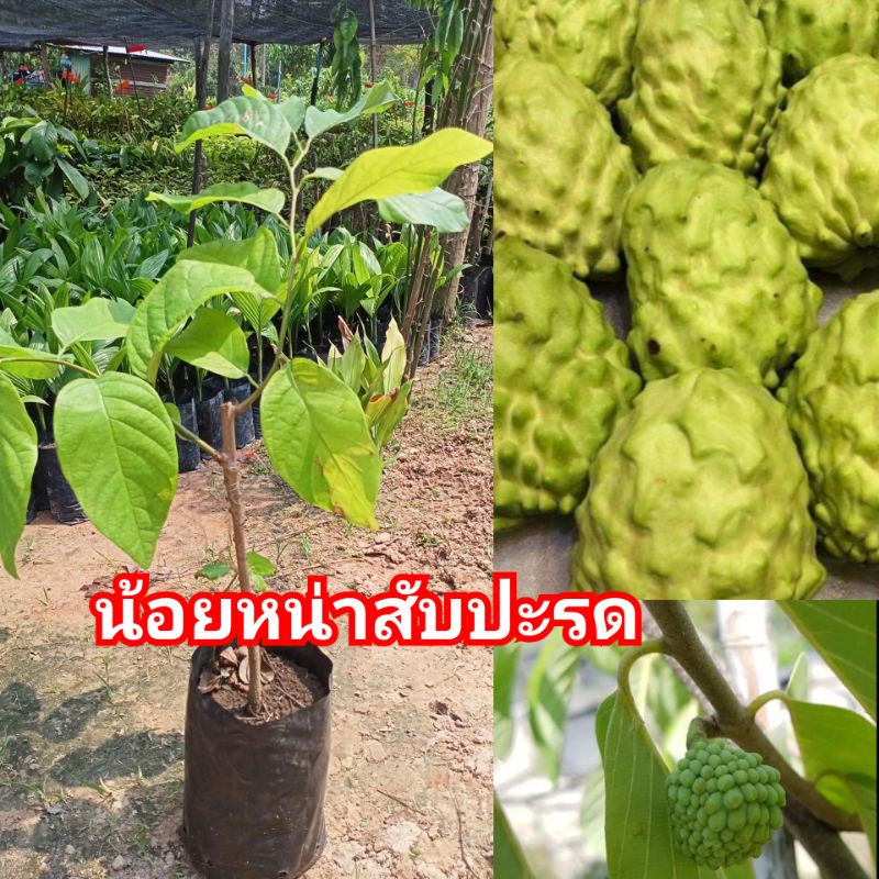 ต้นน้อยหน้าสับปะรด-สูง56-60ซ-รับประกันสินค้าชำรุดเคลมฟรี