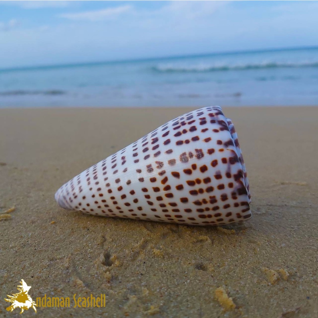 andaman-seashell-เปลือกหอย-หอยเต้าปูนตัวอักษร-conus-litteratus