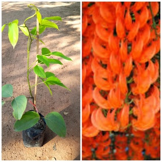 ต้นพวงโกเมน ชำกิ่ง ขนาด50-60เซนฯ เป็นไม้เถาเลื้อย ดอกเป็นพวงสีส้ม ปลูกขึ้นซุ้มสวย