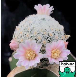 [พร้อมส่ง]🌵 แคคตัส แมม กรีเซเร่ mammillaria giselae cactus ไม้กราฟ จำนวน 1 ต้น