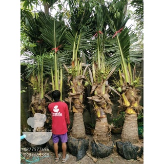 ต้นมะพร้าวน้ำหอมต้นเตี้ยต้นใหญ่ขุดล้อมติด​ดอก