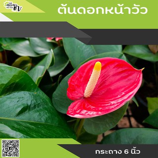 ต้นดอกหน้าวัว (Anthurium andraeanum Lind) กระถาง 6 นิ้ว