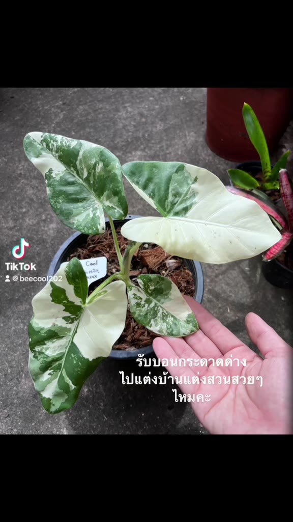 บอนกระดาด-hot-บอนกระดาษ-ต้นบอนกระดาดด่าง-alocasia-macrorrhizos-l-g-don