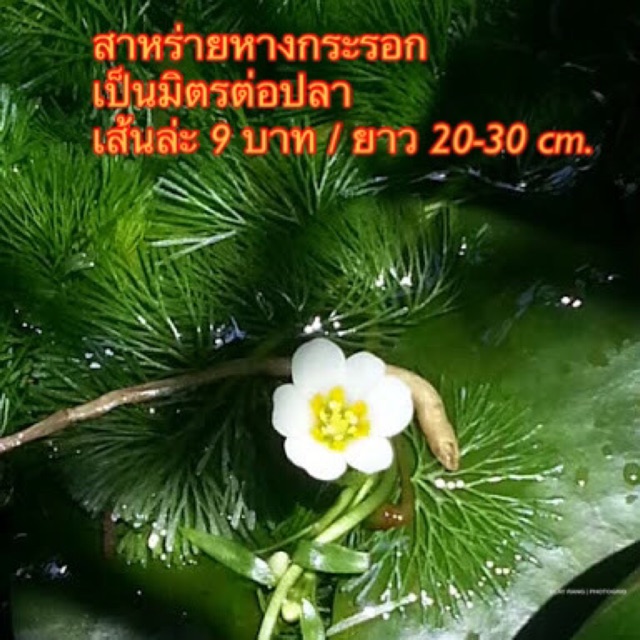 สาหร่ายหางกระรอก-เส้นล่ะ-9-บาท-ขั้นต่ำ-5-เส้น