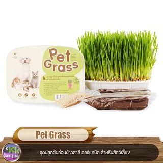 Pet Grass ชุดปลูก ต้นอ่อนข้าวสาลีอ่อน ออร์แกนิค สำหรับสัตว์เลี้ยง