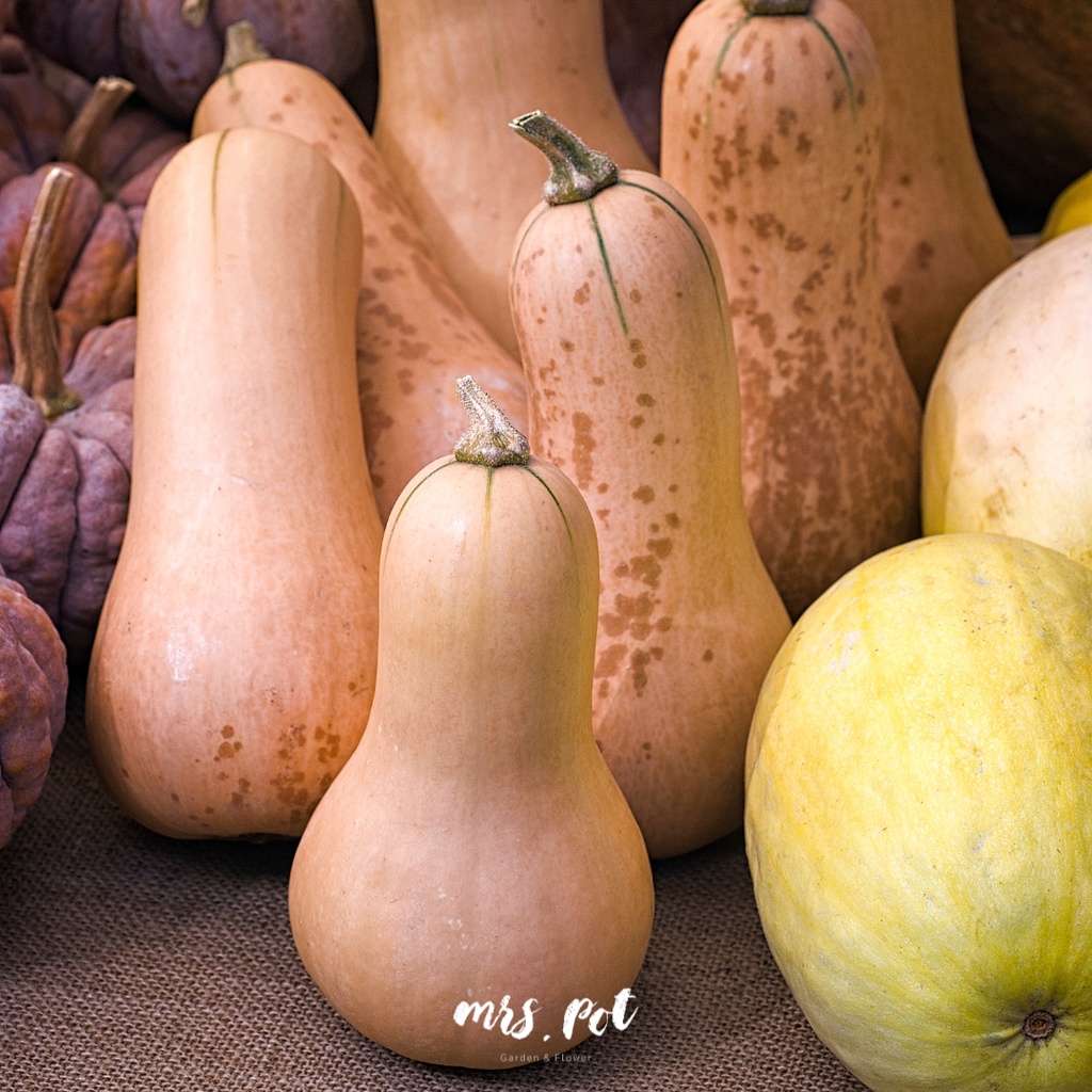 เมล็ดฟักทองนำเข้า-สายพันธุ์-waltham-butternut-winter-squash-organic