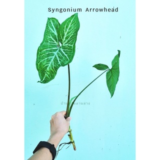 เงินไหลมาใบใหญ่ ตัดกิ่งสด Syngonium Arrowhead ซินโกเนียม แอโรเฮด ไม้ใบ ไม้มงคล houseplants