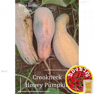 Honey Pumpkin Seeds - 10 Seed * Pot Friendly * Crookneck Squash, Biji beenh Labu Manis - Mango Gardenเมล็ด/พาสต้า/เด็ก/เ