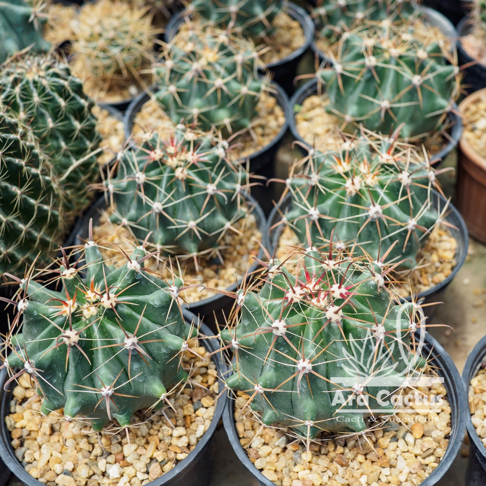 สวนขายเอง-เฟโรเล็บเหยี่ยวใหญ่-ferocactus-latispinus-ไซส์กระถาง-4-นิ้ว-แคคตัส-กระบองเพชร-ต้นไม้ประดับ-อวบน้ำ-แคนตัส