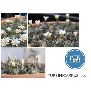 เมล็ด Turbinicarpus ,sp. 40 เมล็ด