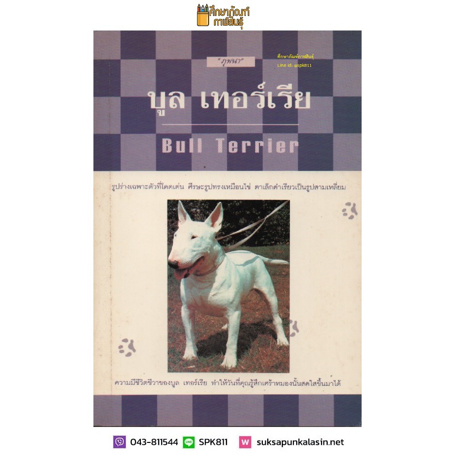 การเลี้ยงสุนัข-บูลเทอร์เรีย-bull-terrier-by-ภูพนา