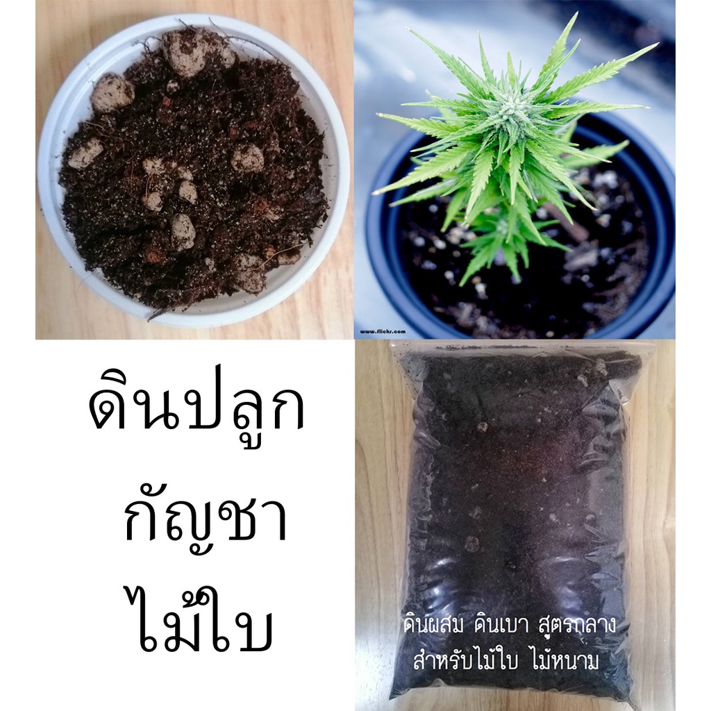 5-ลิตร-ดินเบา-ดินปลูกกัญชา-ดินกัญชา-ดินปลูกไม้ประดับในบ้าน-ดินกระบองเพชร-ดิน-แคคตัส-ดินไม้ใบ-ไฟน์เดย์