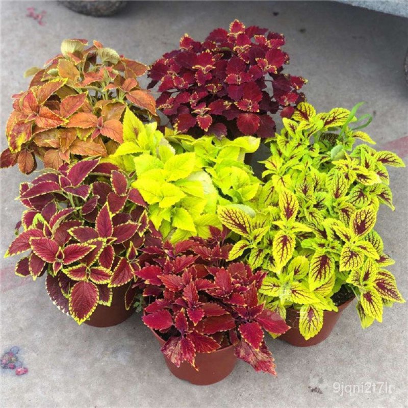 ขายดี-สวนครัว-mix-color-coleus-seeds-ต้นไม้มงคล-ต้นไม้ฟอกอากาศ-เมล็ดดอกไม้-ต้นไม้ประดับ-บอนไซ-ต-อินทรีย์-คละ-สวนครัว-ดอก