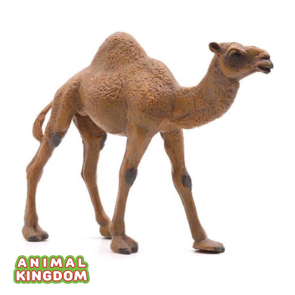 animal-kingdom-โมเดลสัตว์-อูฐ-หนอกเดียว-ขนาด-14-50-cm-จากหาดใหญ่