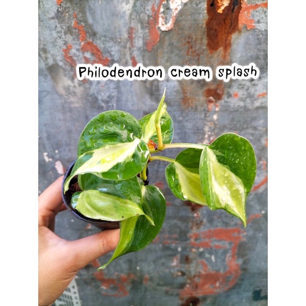 philodendron-cream-splash-บราซิล3สี-กระถาง-3