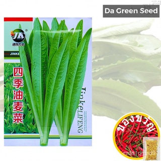 Leaf lettuce seeds เมล็ดผักกาด ED seeds 2LIR