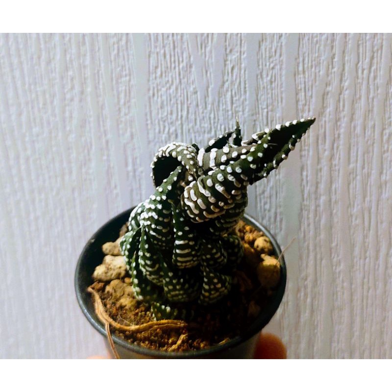 ฮาโวเทีย-ไก่ต๊อก-zebra-haworthia-ขนาดประมาณ-5-เซนติเมตร-cactus-แคตตัส-กระบองเพชร-ไม้อวบน้ำ