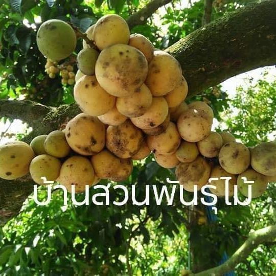 ต้นลองกอง-พันธุ์ตันหยงมัส