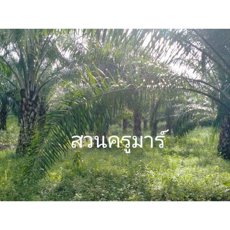 ต้นกล้าปาล์ม-น้ำมัน-พันธุ์เทเนอร่า