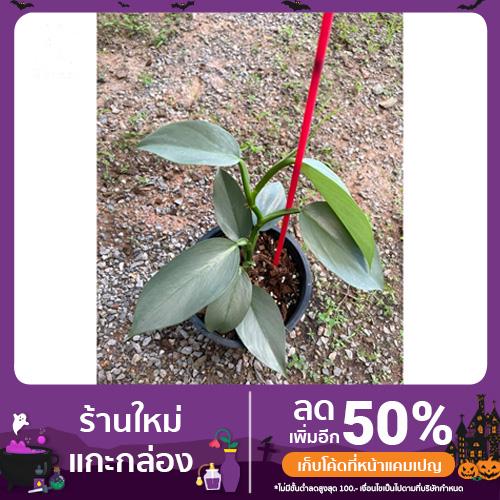 ภาพหน้าปกสินค้าต้น Philodendron silver sword ฟิโลดาบเงิน ไม้ฟอกอากาศ ที่เกี่ยวข้อง