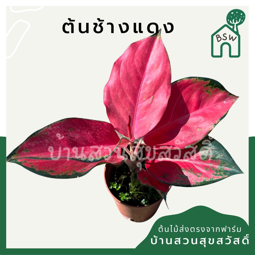 อโกลนีมาช้างแดง-มาในกระถางพร้อมตั้ง