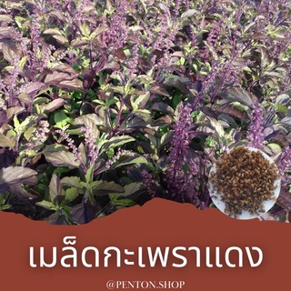 เมล็ดพันธุ์กะเพราแดง 15เมล็ด  🔺โปรสั่งสินค้าภายในร้าน30บาทขึ้นไปค่ะ