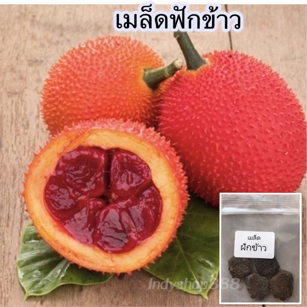 เมล็ดพันธุ์-เมล็ดฟักข้าว-ผักสวนครัว-10-เมล็ด-10-แถม-1-คละได้