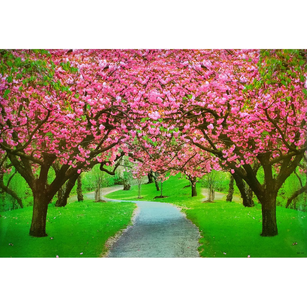 โปสเตอร์-รูปถ่าย-ซากุระ-วิว-ธรรมชาติ-landscapes-nature-poster-24-x35-นิ้ว-beautiful-sakura-tree-walkway-v2