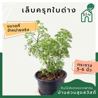 เล็บครุฑใบด่าง กระถาง 5-6 นิ้ว