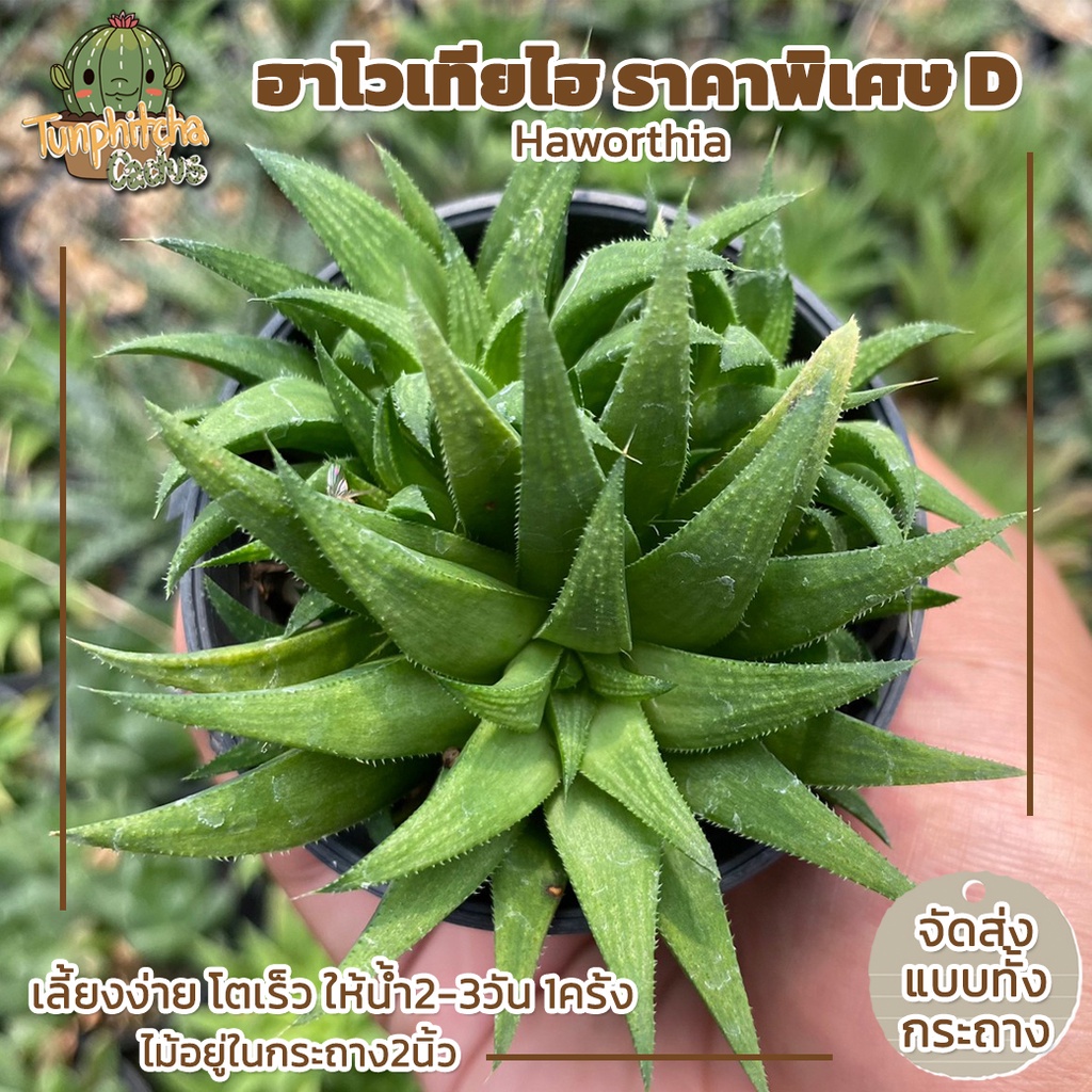 ฮาโวเทีย-haworthia-ราคาพิเศษ-d-ส่งทั้งกระถาง