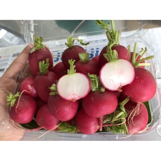 ภาพหน้าปกสินค้าแรดิช (Radish) ขนาด 500 กรัม ที่เกี่ยวข้อง