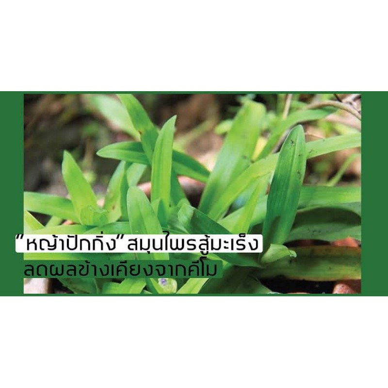 ภาพสินค้าสมุนไพรAngel Grass100%ฟื้นฟูหลังเคมีบำบัด เสริมภูมิคุ้มกัน จากร้าน assabonus บน Shopee ภาพที่ 1