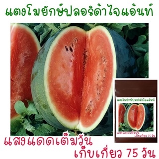 เมล็ดพันธุ์แตงโมยักษ์ ฟลอริด้าไจแอนท์