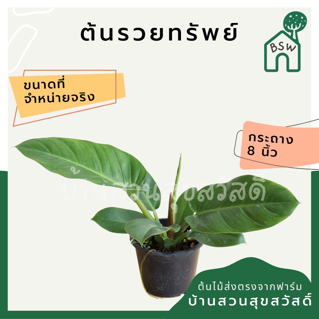 รวยทรัพย์-มาในกระถางพร้อมตั้ง-ฟิโลเดนดรอน-philodendron-ruaysap