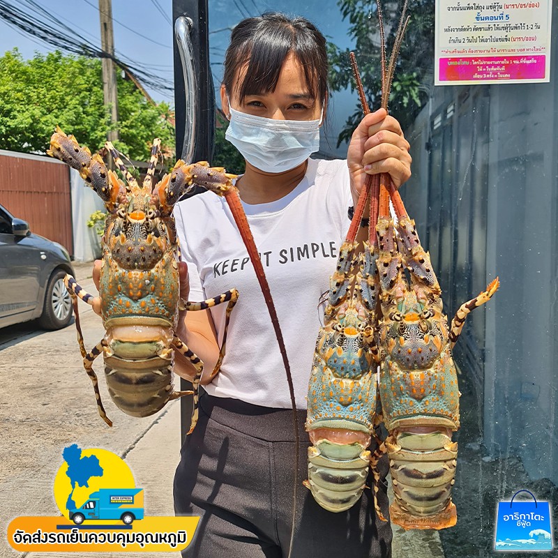 กุ้งมังกร7สี-ตัวละ-1-กก-จากทะเลอันดามัน