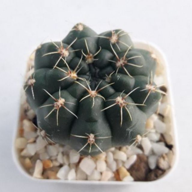 cake-cactus-farm-กระบองเพชร-gymnocalycium-baldianum-ยิมโนบัลเดียนั่มดอกชมพู