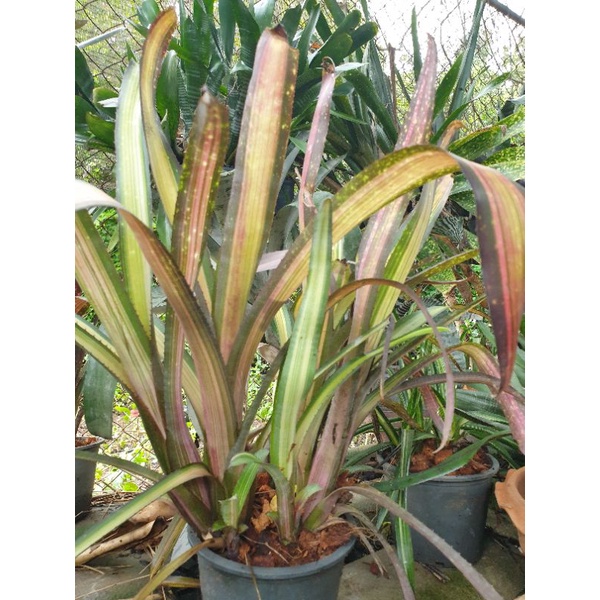 ขายหน่อหรือต้นลูก-สับปะรดสี-bromeliads-ไม้ด่าง-ไม้ประดับ-ไม้มงคง-ไม้ดอก