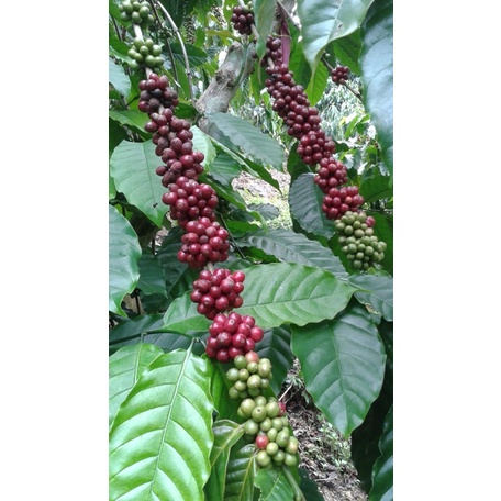 ต้นกล้ากาแฟ-พันธุ์-โรบัสต้า-10ต้น-ส่งจากดอยช้าง-สูง35-40