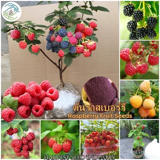 เมล็ดพันธุ์ ต้นราสเบอร์รี่ 1000เมล็ด Raspberry Fruit Seed เมล็ดพันธุ์ผลไม้ ต้นพันธุ์ผลไม้ เมล็ดบอนสี บอนไซ ต้นไม้แคระ ต้
