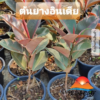 ต้นยางอินเดีย ยางอินเดีย Rubber Plant สวนเขาหมาก ไม้ฟอกอากาศ ไม้ประดับ เพื่อการพักผ่อน home decoration รับประกันสินค้...