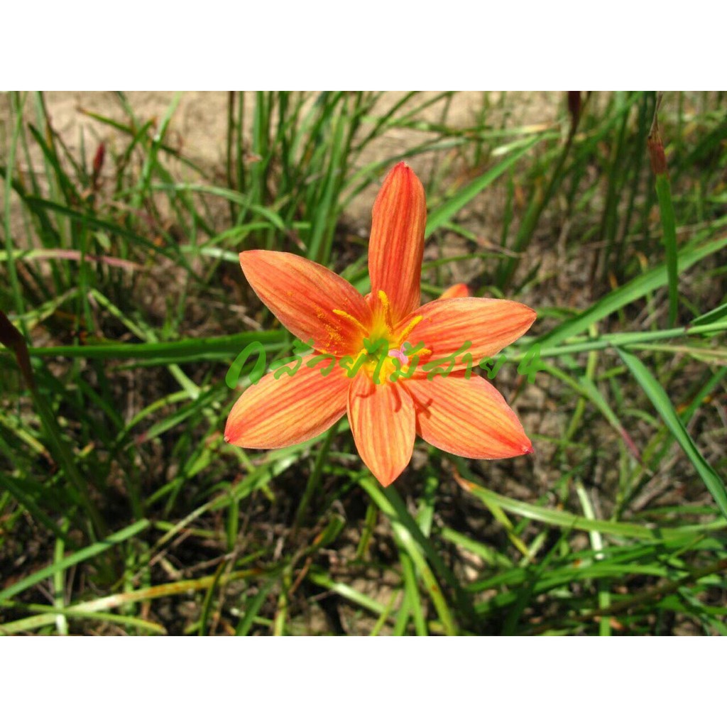 บัวดิน-lavalon-ดอกบัวดินสีส้มแดง-5-หัว