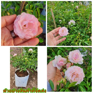 (2ต้น) (ขาย ต้นพันธุ์) ต้น ดอก กุหลาบ rose สีชมพู pink เบนซ์
