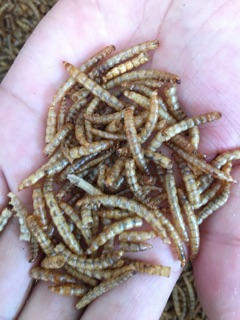 ภาพขนาดย่อของภาพหน้าปกสินค้าMealworms หนอนอบแห้ง หนอนนกอบแห้ง แบบผสมเต็มตัว ครึ่งตัว มีป่น ไม่คัด 150 กรัม(Pet)ชูการ์,นก,เม่นแคระ,ปลา,หนูฯลฯ จากร้าน zcthai_pet บน Shopee