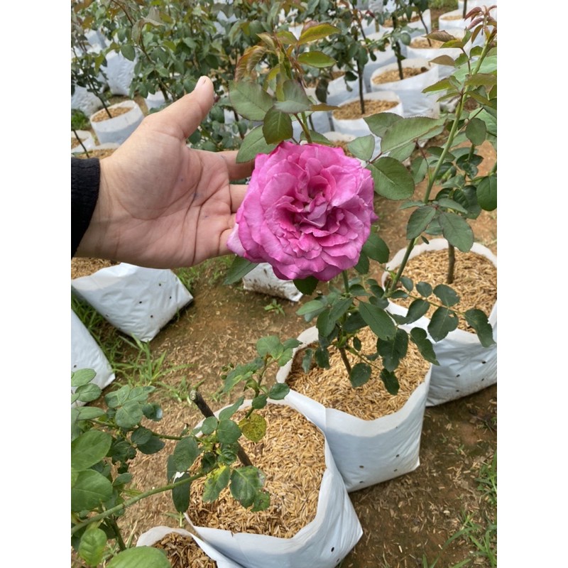 กุหลาบตัดดอกjouvencelle-rose-สีชมพูหอมดอกใหญ่มาก