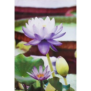 โปสเตอร์ รูปถ่าย ดอกบัว วิว ธรรมชาติ Landscapes Nature POSTER 24”x35” Inch Lotus Water Lily Leinwandbild Pink Photo Siam