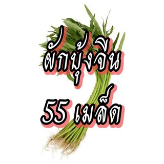 เมล็ดผักบุ้งจีน เมล็ดผักสวนครัว เมล็ดผัก5บาท